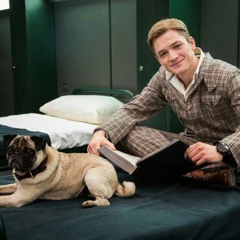 Eggsy+Jack Bauer the pug Eggsy Kingsman, Kingsman Movie, Eggsy Unwin, Taron Egerton Kingsman, Kingsman The Secret Service, Rocket Man, Male Celebs, Kings Man, Taron Egerton