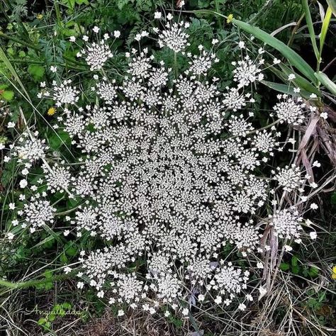 Fibonacci In Nature, Golden Ratio Spiral, Fibonacci Art, Plant Identification App, Fractals In Nature, Spirals In Nature, June Gloom, Wild Carrot, Geometry In Nature