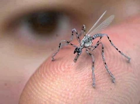 FACT CHECK: Insect Spy Drone Spy Drone, Tech Magazines, Dig Gardens, E Business, Garden Posts, Survival Gardening, Urban Survival, Back Gardens, Nanotechnology