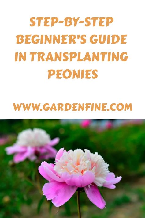 Planting Peonies In Spring, Peonies Transplanting, What To Plant With Peonies, Saving Peony Buds, Moving Peonies, Where To Plant Peonies, Peony Garden Landscaping, Transplanting Peonies, Transplant Peonies