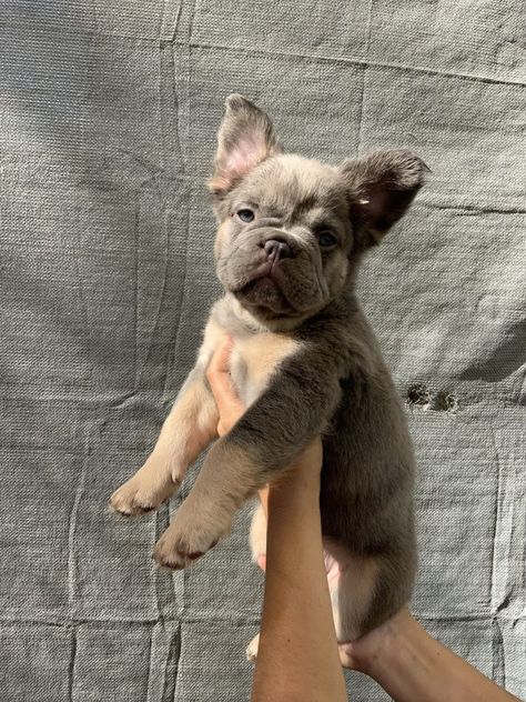 Small French Bulldogs, Fluffy Frenchie, Fluffy French Bulldog, Bulldogs Funny, Puppy Teacup, French Bulldog Names, French Bulldog Breed, Bulldog Names, Cute Bulldog Puppies