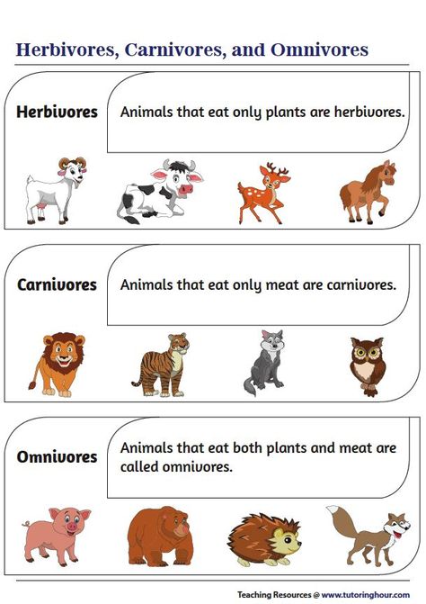 Carnivorous Animals Chart, Carnivores Herbivores Omnivores, Animal Facts For Kids, Carnivorous Animals, Vertebrates And Invertebrates, Animal Classification, Lesson Plans For Toddlers, Classroom Anchor Charts, Short Stories For Kids