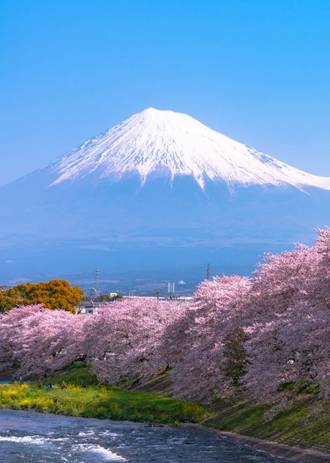 Japan Cherry Blossom, Japan Holidays, Monte Fuji, Japan Sakura, Cherry Blossom Japan, Japan Landscape, Mont Fuji, Japan Vacation, Cherry Blossom Festival