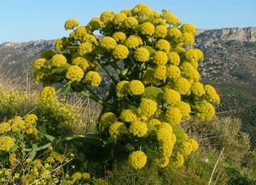 Ferula asafoetida - An anxiolytic medicinal plant — Steemit Inheritance Cycle, Perennial Shrubs, Edible Plants, Medicinal Plants, Herbal Medicine, Architecture Model, Yellow Flowers, Health Benefits, Natural Remedies