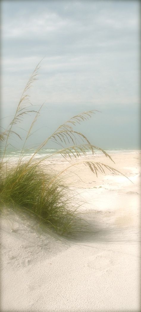 Sea oats on Anna Maria Island Beach, photo by bittersweethouse Plants, Water, Beach Cottages, Cottage