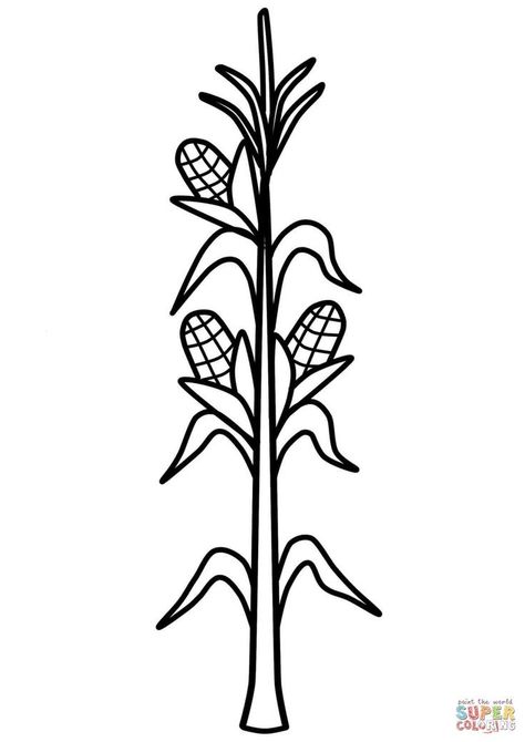 Corn Template, Corn Coloring Page, Corn Drawing, Rainbow Corn, Corn Stalks, Corn Plant, Pumpkin Coloring Pages, Silhouette Template, Color Pages