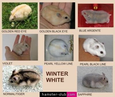 Winter White Hamster colors Hamster Colors, Campbell Hamster, Hamster Species, Winter White Hamster, Russian Hamster, White Hamster, Roborovski Hamster, Hamster Breeds, Hamster Food