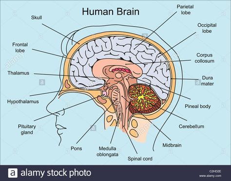 Structure of human brain illustration Human Brain Drawing Anatomy, Structure Of The Brain, Human Brain Diagram Class 10, Brain Structure Anatomy, Human Brain Notes, Brain Structure Diagram, Brain Diagram Anatomy, Structure Of Human Brain, Structure Of Brain