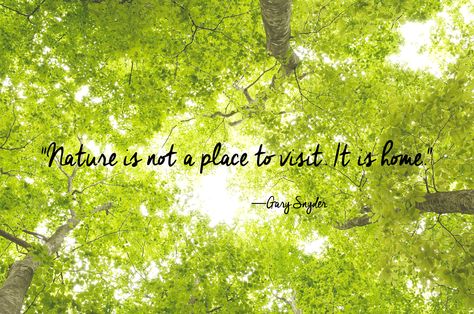 24 Of The Most Beautiful Quotes About Nature Short Nature Quotes, Nature Quotes Trees, Nature Quotes Inspirational, Nature Quotes Adventure, Trees Beautiful, Tree Quotes, Photography Quotes, Garden Quotes, About Nature