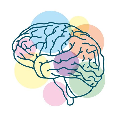 cerebro humano con círculos de colores Cerebro Dibujo, Storyboard Film, Storyboard Examples, Brain Drawing, Storyboard Ideas, Composition Drawing, Storyboard Template, Storyboard Illustration, Animation Storyboard