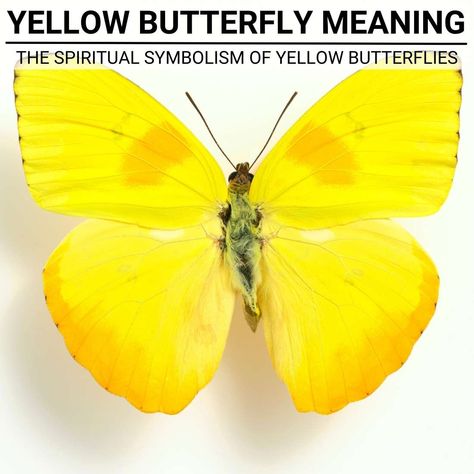 Yellow Butterflies, Yellow Butterfly Tattoo Ideas, White Butterfly Symbolism Meaning, What Does A Butterfly Represent, Monarch Butterfly Meaning, Yellow Meaning, Yellow Butterfly Meaning, White Butterfly Symbolism, Yellow Butterfly Painting