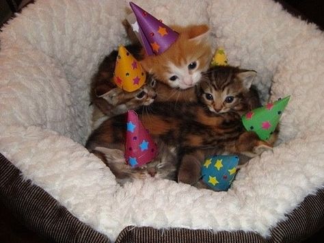 These kittens who threw the cutest birthday party in the universe. | 39 Overly Adorable Kittens To Brighten Your Day Kitten Party, Fun Animals, National Cat Day, Kitten Birthday, Kitten Photos, Kitten Pictures, Animal Photos, Cat Party, Cute Kittens