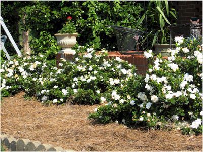 Gardenia Shrubs Rock: A Cheat Sheet for Making Them Work for You | Naturehills.com Gardenia Shrub, Gardenia Garden, Gardenia Bush, Gardenia Plant, Evergreen Bush, Bushes And Shrubs, Broadleaf Evergreen, Garden Shrubs, Evergreen Plants