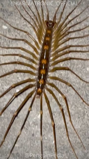 Creepy Bugs, House Centipede, Bug House, Centipedes, Cool Bugs, Horror Themes, Beautiful Bugs, Creepy Crawlies, Allegiant