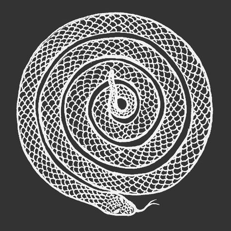 Snake Spiral Tattoo, Snake Hatching, Ouroboros Illustration, Serpent Scales, Spiral Snake, Spiral Tattoos, Snake Photos, Cobra Tattoo, Snake Illustration