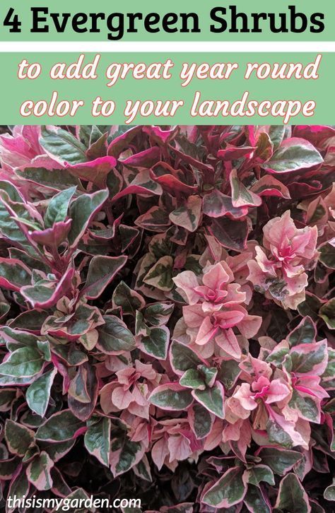 Landscape Shrubs, Shrubs For Landscaping, Colorful Shrubs, Landscaping Shrubs, Evergreen Landscape, Shade Shrubs, Evergreen Garden, Front Landscaping, Evergreen Plants