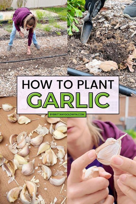 Learn how to plant garlic cloves, including how to space them, what type of garlic I use, when to plant them, and more! How To Plant Garlic Cloves, When To Plant Garlic, How To Plant Garlic, Plant Garlic, How To Store Garlic, Garlic Seeds, Planting Garlic, Garden Tags, Growing Garlic