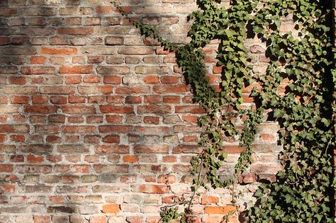 Brick And Ivy Aesthetic, Ivy On Brick Wall, Brick Wall With Plants, Ivy On Brick, Vines On Brick Wall, Pergola Outdoor, Bricks Wall, Compound Wall Design, Ivy Wall