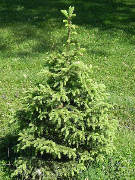 Wisconsin Nature at Home: Don't Plant That Spruce! Plant This One Instead. Nature, North Star White Spruce, White Spruce Tree Landscaping, Norway Spruce Tree Landscaping, White Spruce Tree, Wisconsin Nature, Norway Spruce Tree, Small Pine Trees, Colorado Blue Spruce