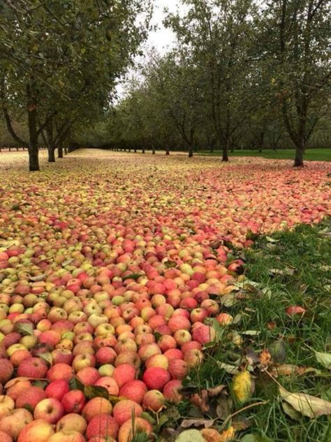 An Ireland Apple Orchard After Hurricane Ophelia Apple Garden, Apple Orchard, Fruit Garden, Cool Pictures Of Nature, Fruit Trees, Farm Life, Awe Inspiring, Amazing Nature, Nature Pictures