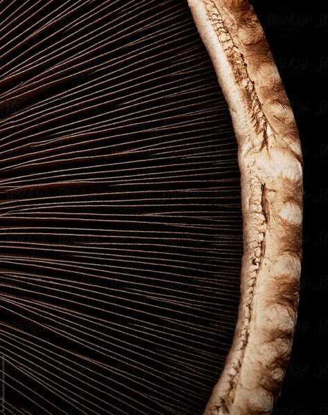 Portobello Mushroom by Ryan Matthew Smith - Stocksy United #vegan #mushroom #stock #stockphoto Macro Food Photography, Matthew Smith, Food Texture, Fruit Photography, Portobello Mushroom, Mushroom Design, House Outside Design, Brown Art, Photography Lessons