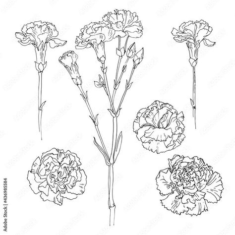 Carnation Drawing, Drawings Of Flowers, Carnation Tattoo, Carnation Bouquet, White Carnation, Flower Sketches, Carnation Flower, Sleeves Ideas, Black And White Drawing