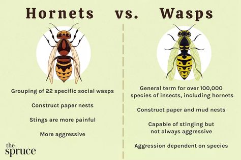 Hornet vs. Wasp: Here's How to Tell the Difference Wasp Stings, Hornets Nest, Wasp Nest, Creepy Things, Bees And Wasps, Pest Management, Yard Care, Yellow Jacket, Wasp