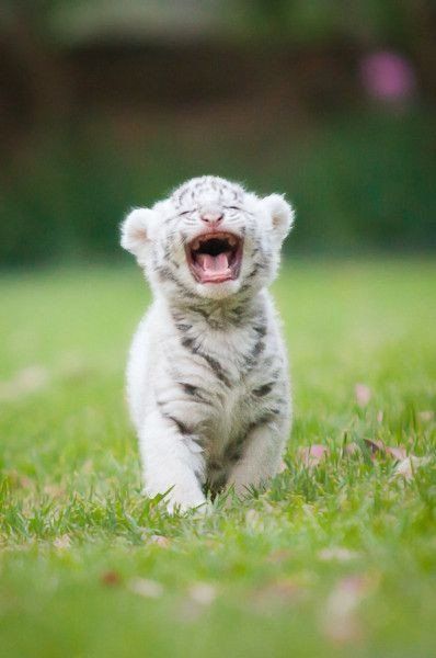 Nature's lovers on Twitter: "… " White Tiger Cubs, Baby Tigers, Regnul Animal, Tiger Cub, Bengal Tiger, White Tiger, Animal Photo, Beautiful Cats, 귀여운 동물