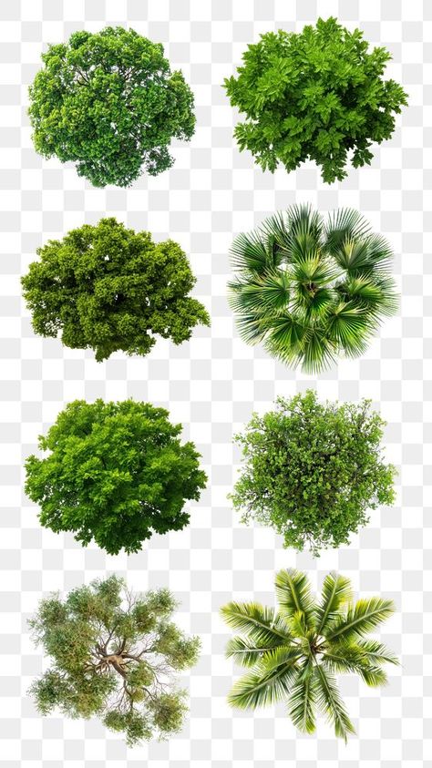 Trees Top View Architecture, Tree Png Photoshop, Tree Top View Png, Plant Top View, 2d Tree, Tree Plan Png, Tree Top View, Png Nature, Png Top