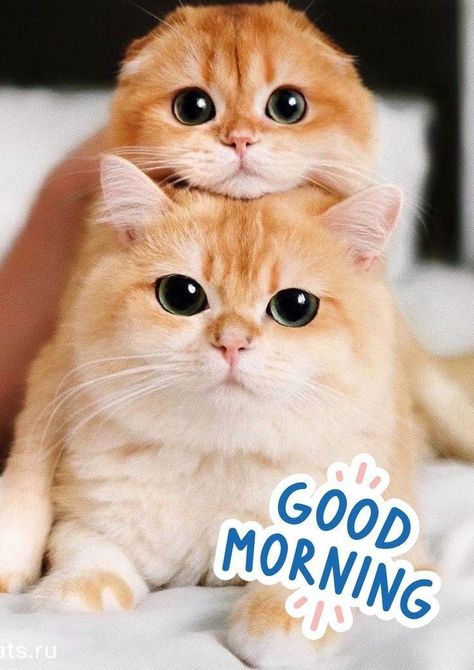 A Very Good Morning, Very Good Morning, Good Morning Cat, Good Night Cat, Good Morning Smiley, Morning Cat, Cute Good Morning Images, Happy Morning Quotes, Funny Good Morning Quotes