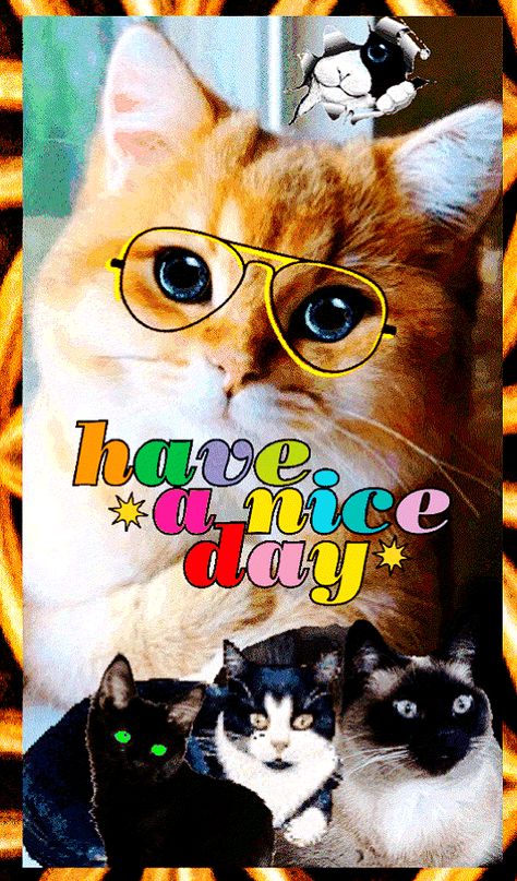 Have a nice day Have A Nice Day Cute, Have A Nice Day Illustration, It’s A Great Day To Have A Great Day, Have A Nice Day, Good Day Gif, Have A Great Day Meme Funny, Have A Nice Day Memes, Good Morning Cat, Good Night Massage