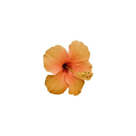 Tropical Carrd Png, Tropical Png Aesthetic, Summer Carrd Png, Gyaru Png Icons, Tropical Png Icons, Orange Carrd Png, Summer Icons Png, Summer Png Icons, Orange Png Icon