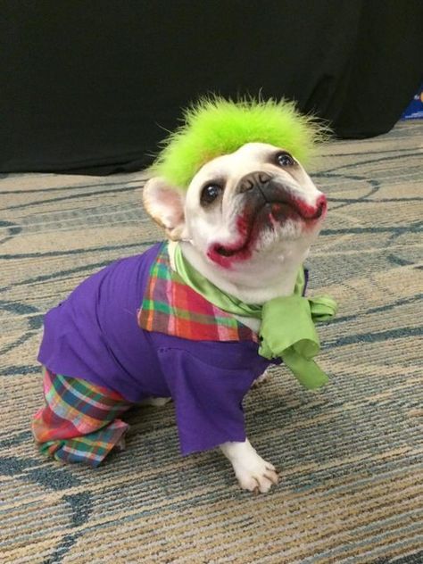 My sister's French Bulldog as the Joker, he wins first place at the local pet costume contest. Goofy Expressions, Cute Dog Halloween Costumes, Best Dog Halloween Costumes, Best Dog Costumes, Cute Dog Costumes, Pet Halloween Costumes, Animal Costumes, Dog Halloween Costumes, Halloween Animals