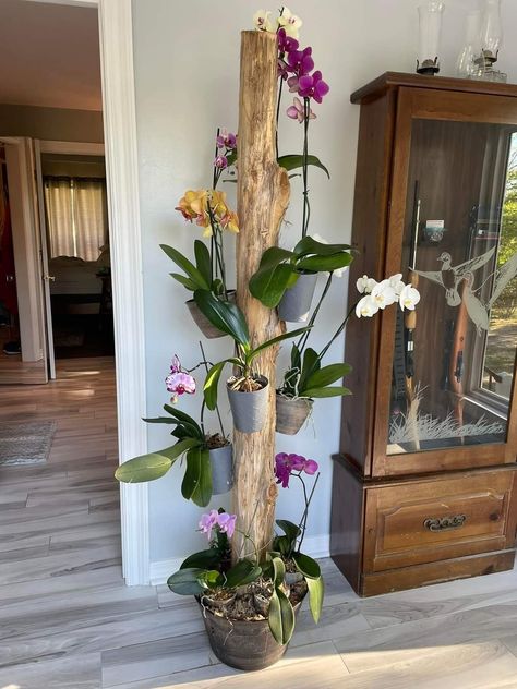 Indoor Orchids, Orchid Plant Care, Orchid Tree, Orchids Garden, Inside Plants, Plant Decor Indoor, House Plants Decor, Orchid Plants, House Plants Indoor