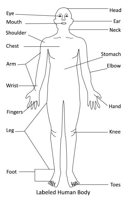 Labeled Human Body Diagram Human Body Labeled, Human Diagram, Parts Of Human Body, Human Body Diagram, Simple Outer, Body Chart, Human Body Organs, Body Diagram, Human Body Drawing