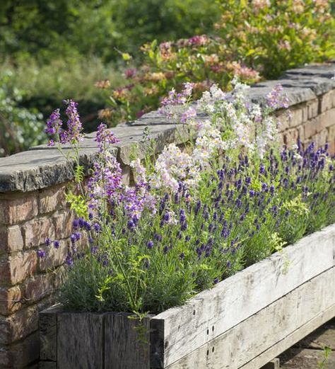 Flower Trough Ideas, Lavender Planter Ideas, Lavender Flower Bed, Lavender Planter, Lavender Planters, Lavender Crown, Lavender Hidcote, Sarah Raven, Container Gardening Ideas