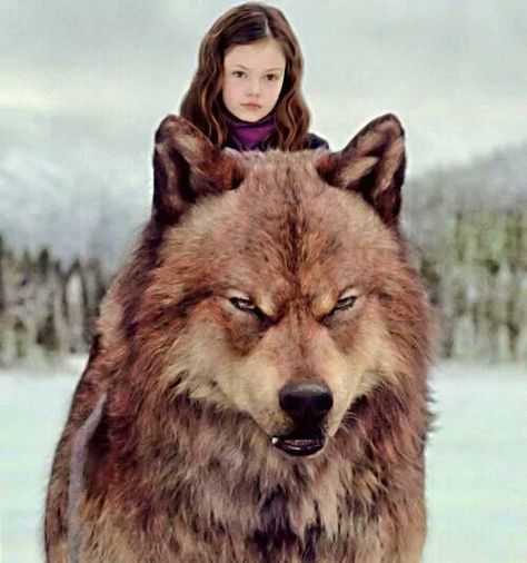 Renessme and Jacob♥ Jacob And Renesmee, Twilight Jacob, Twilight Renesmee, Twilight Wolf, Rosalie Hale, Twilight Saga Series, Beau Film, Mackenzie Foy, Twilight Breaking Dawn