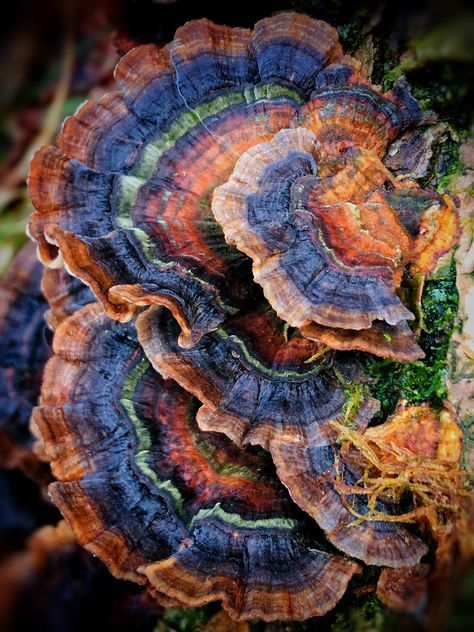 Fungi Illustration, Fungi Art, Turkey Tail Mushroom, Geometry In Nature, Mushroom Wallpaper, Mushroom Pictures, Turkey Tail, Slime Mould, Brecon Beacons