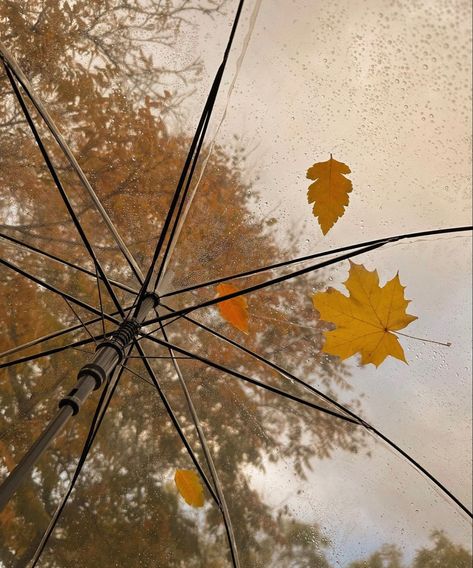 An umbrella with leaves on it. Clear Umbrella Aesthetic, Autumn Romance Aesthetic, Rainy Fall Day Autumn Rain, Rain Witch, Rainy Autumn Aesthetic, Fall Weather Aesthetic, Early Fall Aesthetic, Autumn Rainy Day, Autumn Umbrella