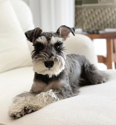 Miniature Schnauzer Dogs, Relaxing In Bed, Miniature Schnauzer Puppy, Dog Schnauzer, Schnauzer Grooming, Mini Schnauzer Puppies, Standard Schnauzer, Mini Schnauzers, Miniature Schnauzer Puppies