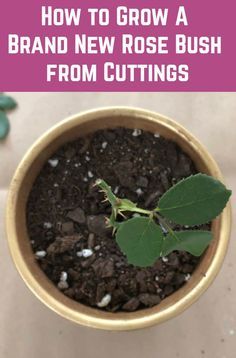 Rose Bush Propagation, How To Start A Rose Bush From A Stem, Roses Garden Ideas, Dividing Plants, Planting Rose Bushes, Plant Starters, Rose Pruning, Propagating Roses, Rose Plant Care