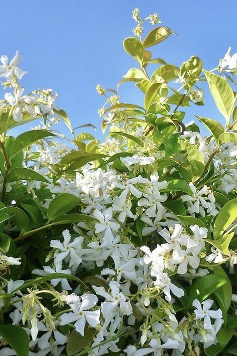 Star Jasmine is consistently one of our favourite flowering climbers among discerning gardeners. Its dense foliage which can easily adds extra privacy to your property and the lovely fragrant flowers make it an ideal plant for decorating trellis panels, fences and walls 🏡 🔍 Check out our Rhyncospermum Jasminoides / Trachelospermum Jasminoides (Star Jasmine) – Climbing – Shrub on the website, product code: 2654 Rhyncospermum Jasminoides, Star Jasmine Trellis, Trachelospermum Jasminoides, Tiny Garden Ideas, Jasmine Plant, Trellis Panels, Star Jasmine, Growing Gardens, How To Make Comics