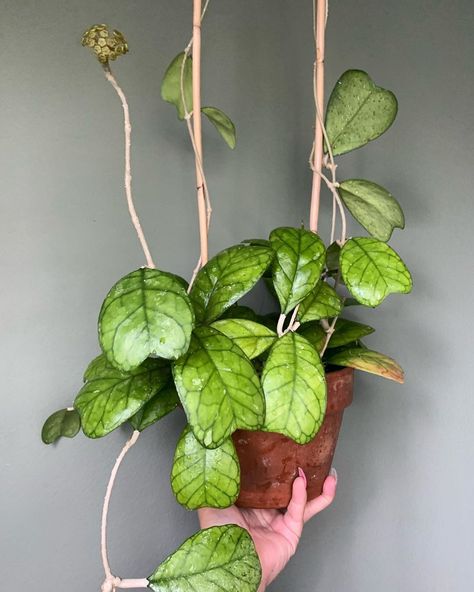 Dee on Instagram: “Guys! My Hoya Deykeae is about to bloom! 💚 #hoyadeykeae #hoyamygosh #hoyas #plantlady #plantmom #indoorplants #indoorjungle…” Hoya Carmelae, Hoya Deykeae, Hoya Finlaysonii, Hoya Varieties, Hoya Plant, Plants Aesthetic, Porch Plants, Plant Wishlist, Green Things