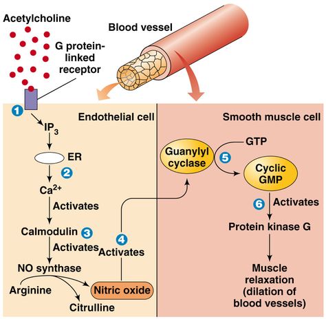 nitric oxide - Google Search Biochemistry Notes, Medical Images, Signal Transduction, Medical Laboratory Science, Autonomic Nervous System, Cell Biology, Nitric Oxide, Laboratory Science, Medical Laboratory