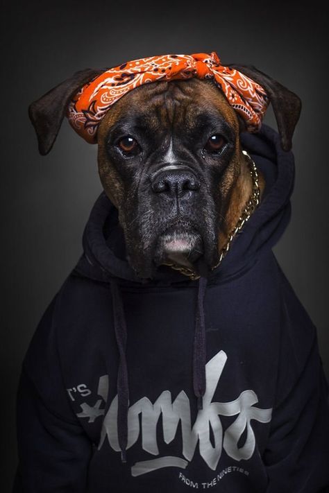 14 Photos Of Dogs Dressed In Human Clothing Based On Their Personalities - I Can Has Cheezburger? Puppies That Dont Shed, Weird Dogs, Canada Pooch, Dog Wearing Clothes, Dressed Up Dogs, Dog Calendar, Fluffy Kittens, Dog People, Pet Day