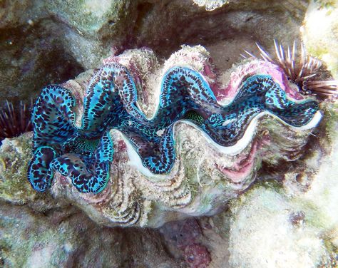 Giant Clam Sea Clams, Walking With Dinosaurs, Giant Clam, Sea Plants, Stella Marina, Sea Slug, Beautiful Sea Creatures, The Reef, Underwater Creatures