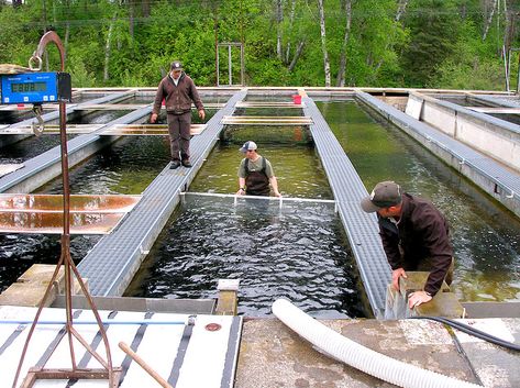 Photo of the Creston National Fish Hatchery Raceways. Credit: USFWS. Water Engineering, Fish Hatchery, Boy Fishing, Railroad Tracks, Montana, Michigan, The First, Career, Engineering