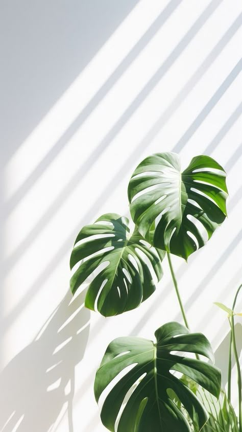 Monstera over white wall plant leaf xanthosoma. | free image by rawpixel.com / Tung Banana Leaf Wallpaper Iphone, Monstera Plant Wallpaper, Plant Phone Wallpaper, Monstera Wallpaper, Ocean Room Decor, Ocean Room, Minimalist Iphone, Presentation Backgrounds, Plant Wallpaper