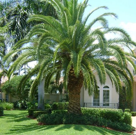 Canary Island Date Palm/Phoenix canariensis/Zone 9/H:40'-50' S:25'-30' Canary Island Date Palm, Florida Trees, Florida Palm Trees, Palm Trees Landscaping, Living Pool, Urban Backyard, Florida Landscaping, Paradise Plant, Date Palm