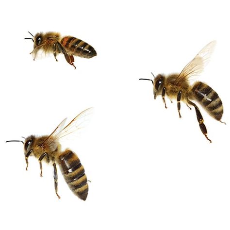 Getting Rid Of Bees, Honey Bee Photos, Honey Bees Keeping, Aesthetic Health, Tattoo Health, Bee Images, Buzz Bee, Honey Bee Hives, Bee Boxes